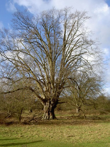 Hatfield Forest, Essex