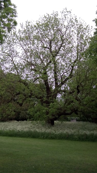 Marble Hill Park, Twickenham, Middlesex