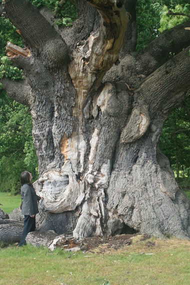 Windsor Great Park, Berkshire