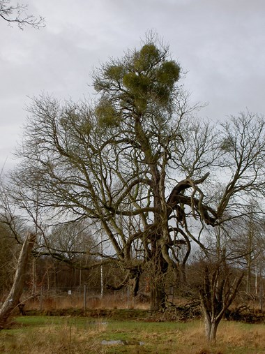 Hatfield Forest, Essex2