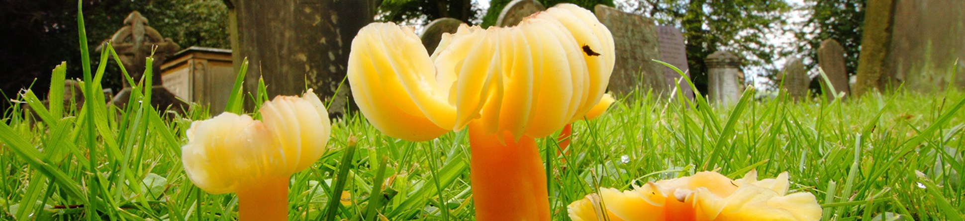 Orange umbrella-like fungi growing in grass, with grave monuments in the background.