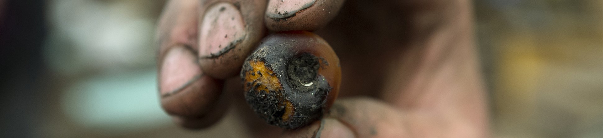 Image of an archaeologist holding an amber bead, found within the incredibly well preserved 3,000 year old roundhouses in the Fens