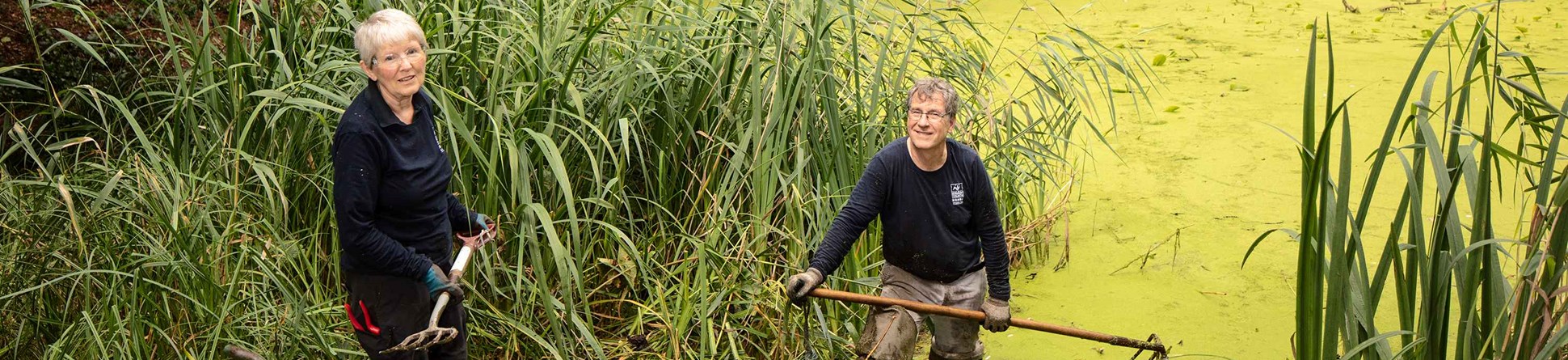 A pond covered in green algae shows on the right half of the image. At the near edge of the pond, between two large clumps of reeds, a man stands in the water, holding a large rake and a woman stands on the bank, next to a wheelbarrow holding a garden fork.