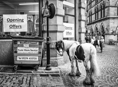 A horse hitched to a lamp post next to a trade waste bin.