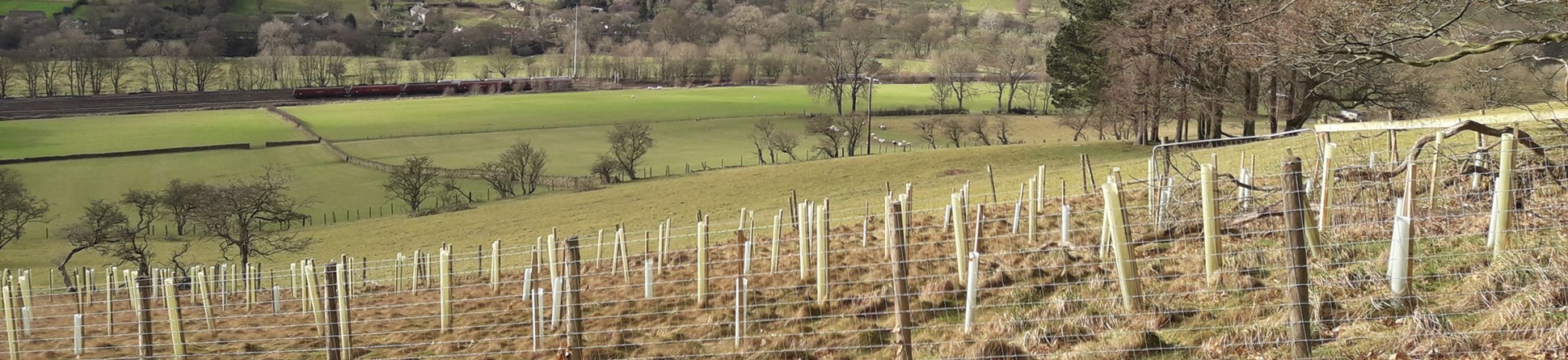 A modern colour photograph of an upland landscape with a range of hills in the background and a plantation of saplings in the foreground.